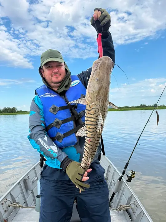 Cachara pescado no Pantanal
