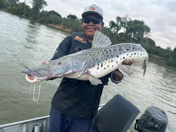 Pintado pescado no Pantanal